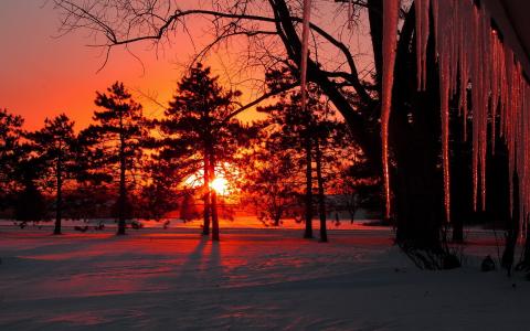 树，雪，冬天，冰柱，太阳