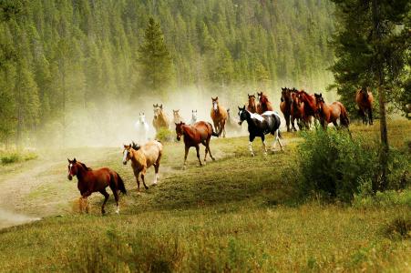 牧群，马匹，放牧，森林，阴霾，草地