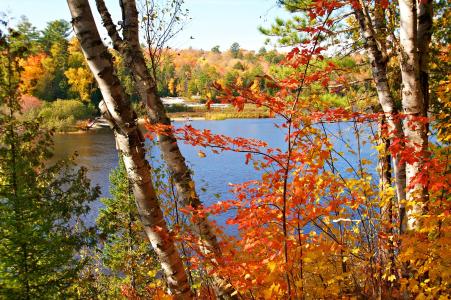 河，秋天，树木，景观