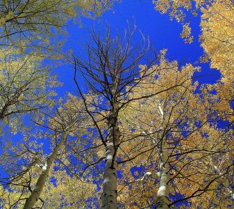 秋天，树木，天空，皇冠，性质