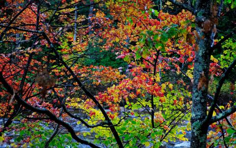 秋天，树木，景观