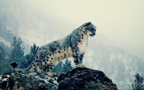 雪豹，雪豹，捕食者，野兽，猫，雪豹，雪