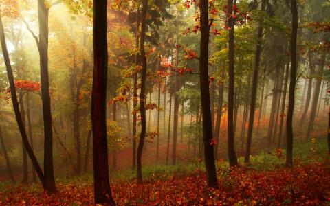 森林，秋季，性质，树木