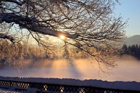 黎明，早上，雪，树，霜，冬天
