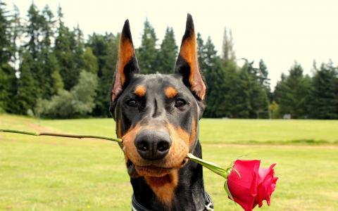 杜宾犬，玫瑰，自我
