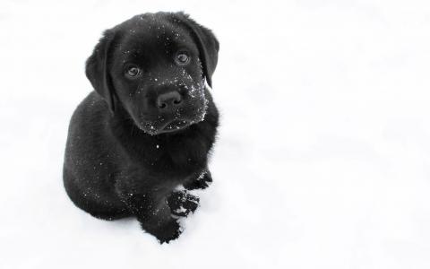 小狗，狗，黑色，雪