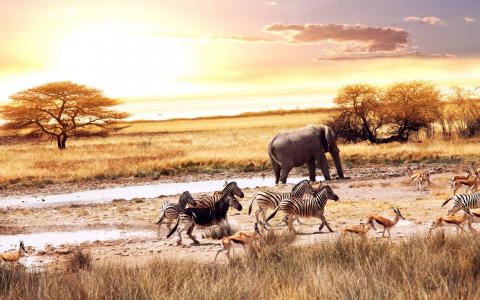 大草原，非洲，大象，斑马，羚羊
