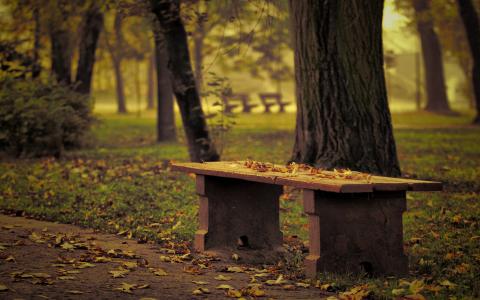 长凳，公园，树叶，树木
