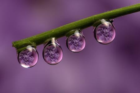 茎，滴，露水，鲜花，反射，宏，紫色背景