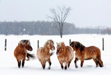动物，马，马，篱笆