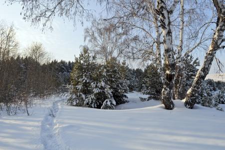 冬天，雪，树木，路径，景观