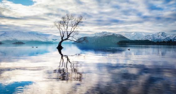 孤立的树，瓦纳卡湖，新西兰，瓦纳卡湖，新西兰，湖，水面，树，山，鸭，全景