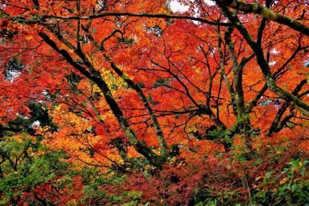 秋天，树叶，树木，县，京都，日本，京都，日本，秋天