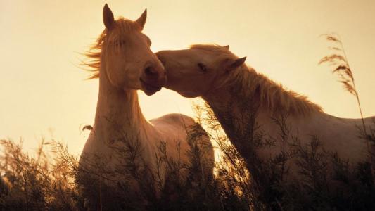 马，爱，壁纸