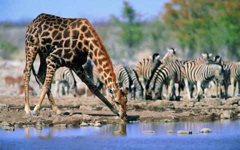 长颈鹿，口渴，水