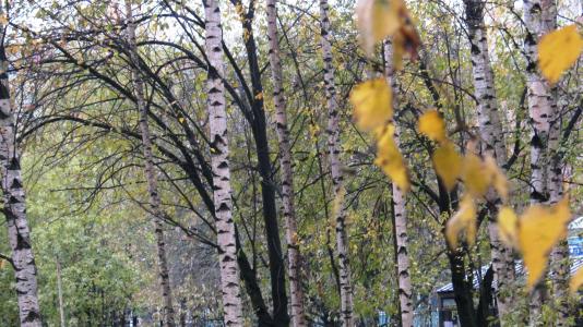 秋天，桦树，公园，彼得