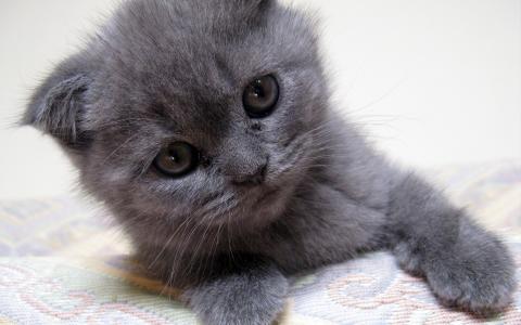 灰色的小猫，小猫，灰色的小猫