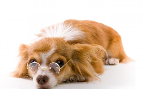 小狗，眼镜，背景