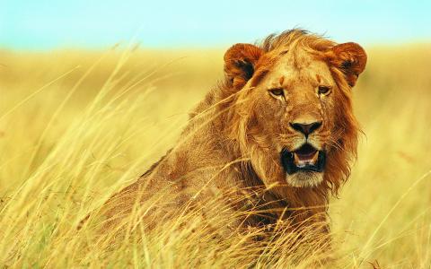 毛茸茸的狮子，干草