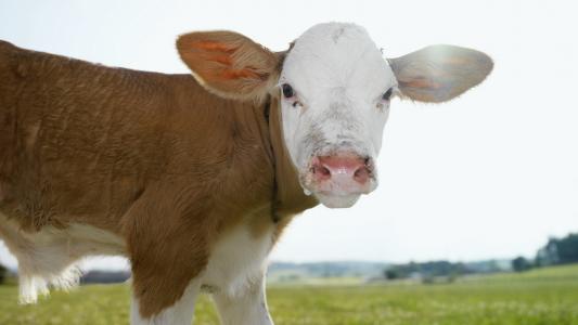 一头母牛的口吻，耳朵