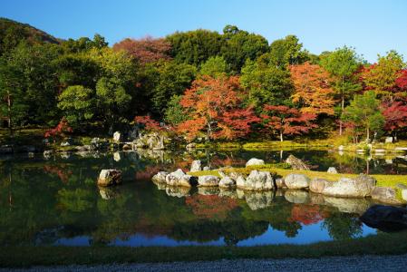 秋天，石头，树木，日本，京都府，京都perfectura，日本，秋天
