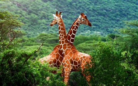 野生，自然，非洲，长颈鹿，一对，爱情