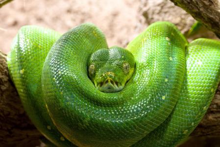 绿色的木蟒蛇，蛇，蟒蛇