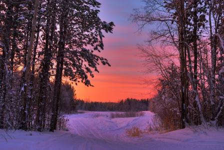 日落，路，冬天，树，景观