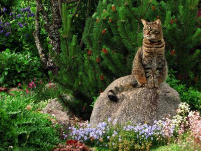 猫，石头，花朵，树木