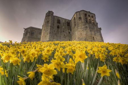 英国沃克沃斯城堡，英国沃克沃斯城堡，水仙花，鲜花，城堡