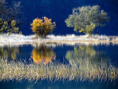 湖，树，秋天
