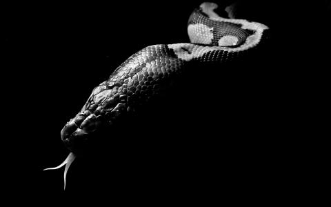 蛇，舌头，背景，黑色，壁纸，渲染