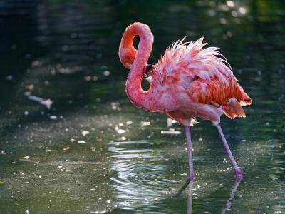 粉红色的火烈鸟，水，火烈鸟，鸟