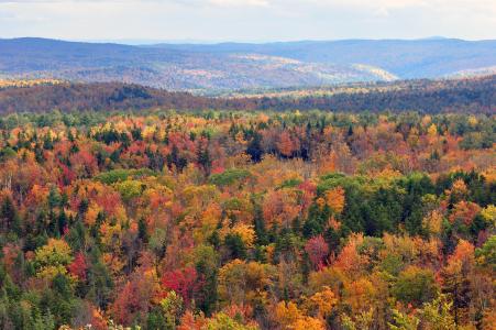 秋天，树木，佛蒙特州，美国，性质，景观