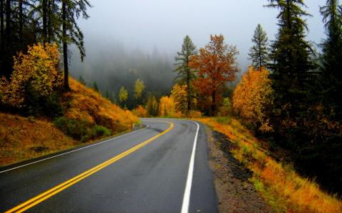 秋天，路，雾，森林