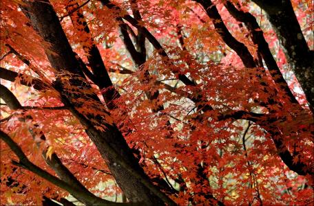 秋天，树木，叶子，性质