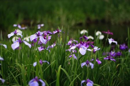 鸢尾花，紫色，丁香，鲜花