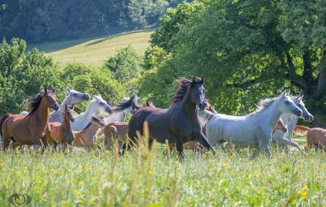 马，马，牛群，奔跑，草地，草地，夏天，（c）OliverSeitz