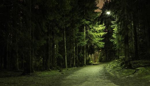 森林，公园，路，树，夜，光，灯笼