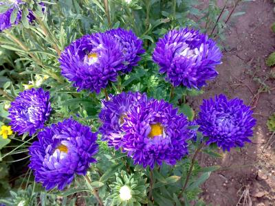 紫苑，鲜花，秋天