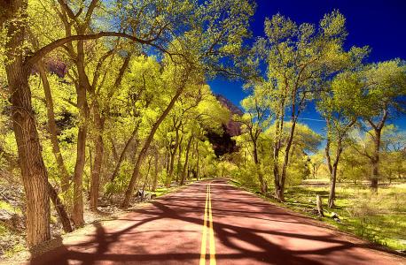 锡安国家公园，犹他州，道路，树木，景观