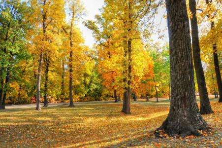 公园，树木，叶子，秋天