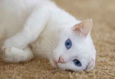 猫，白色，谎言，看，地毯，耳朵