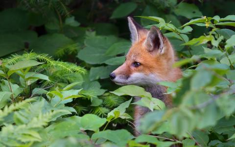 狐狸，红色，灌木丛，树叶