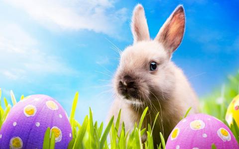 复活节，兔子，krashenki，复活节彩蛋，草
