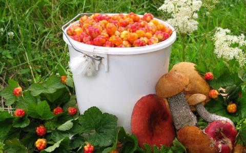 云莓，蘑菇
