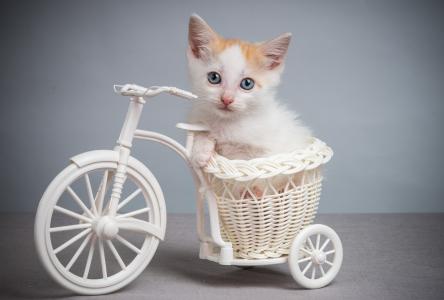 小猫，自行车