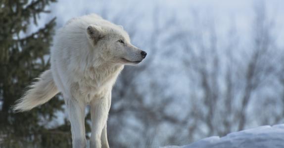 白狼，狼，捕食者，配置文件，冬天，雪