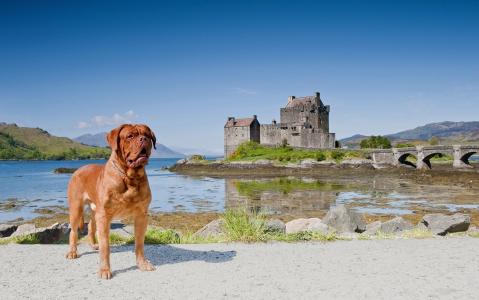 狗，波尔多狗，Eilean Donan城堡，Dornie，苏格兰，Eilian Donan城堡，Dorn，苏格兰，桥梁，城堡，风景