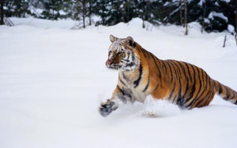 老虎跳，雪灾